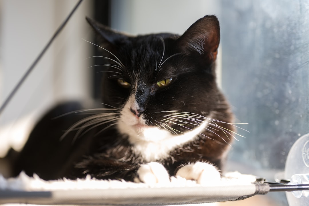 A black and white cat rests by a window.